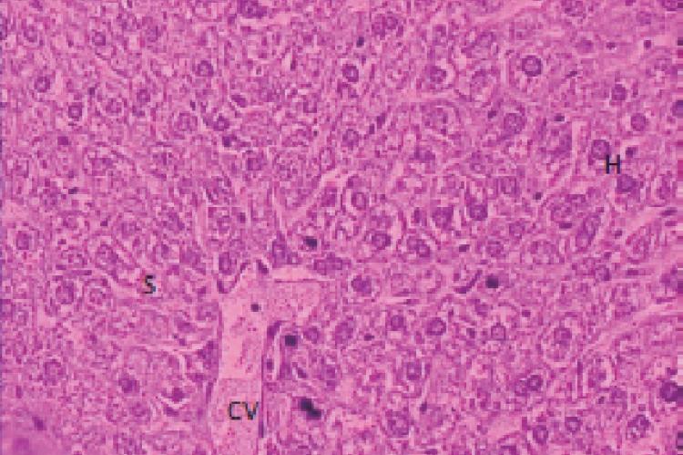 Transverse section of the liver of a control mouse (X=40x)