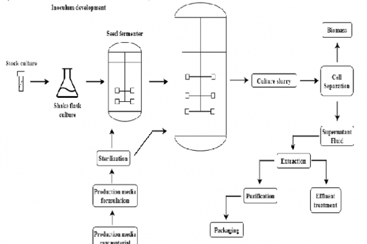 Schematic representation of fermentative Kojic acid production