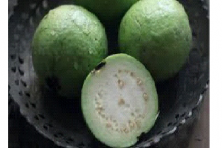 : Psidium guajava fruits