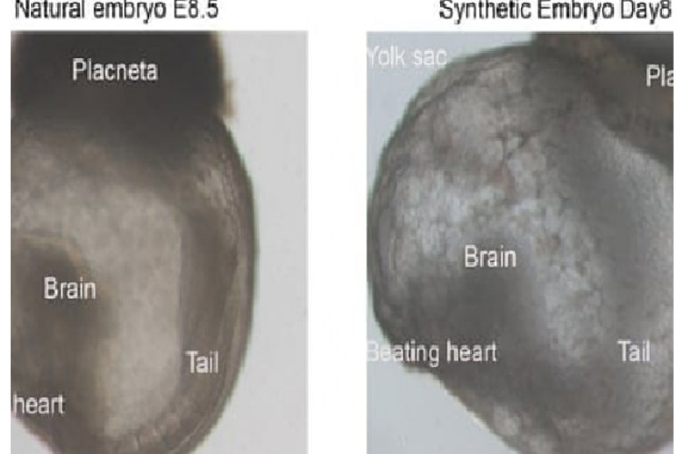 Differentiating between Natural and Synthetic embryos