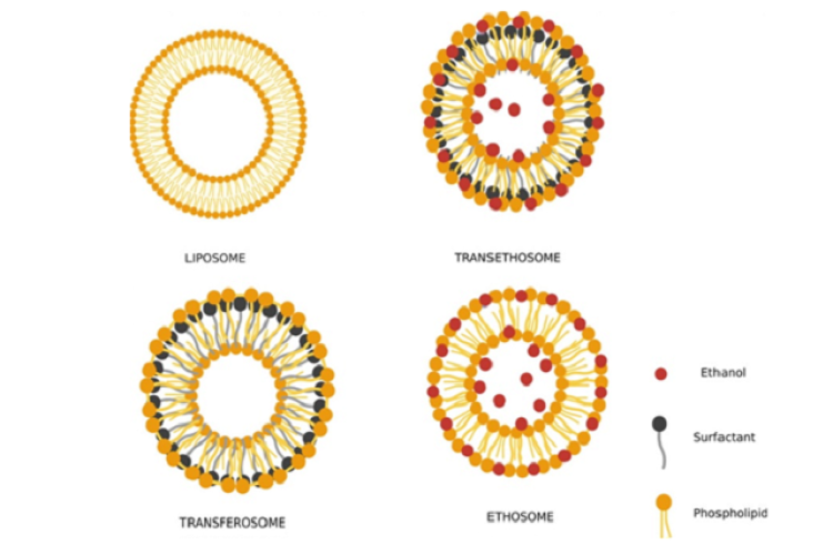 Schematic illustration of various lipid‐based nanocarriers