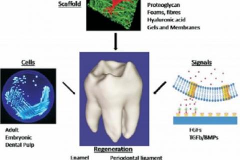 Prerequisites for regeneration of tooth