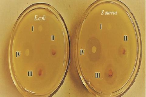 Anti-bacterial activity of AuNPs against E.coli and S.aureus after 24 hours of incubation