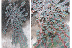 The picture of Euphorbia prostrata