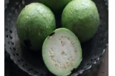 : Psidium guajava fruits