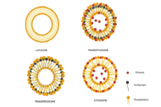 Schematic illustration of various lipid‐based nanocarriers